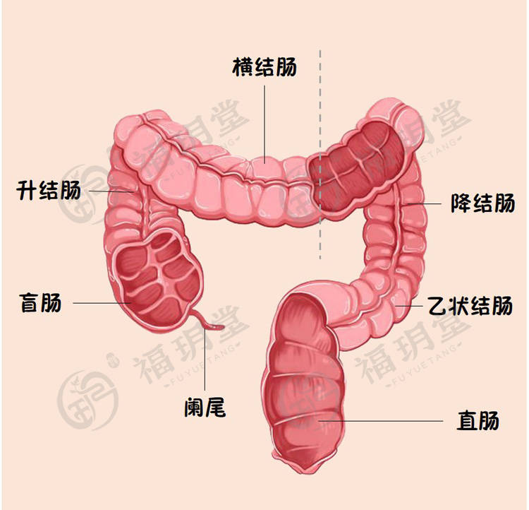 5m,包括盲肠,阑尾,升结肠,横结肠,降结肠,乙状结肠,直肠和肛管.