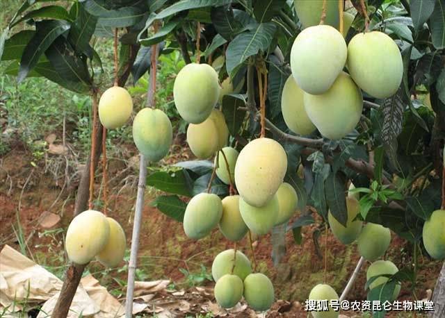 芒果怎么保存时间会比较长 ca20edefda5043aea800ab8eddc88c6c.jpeg