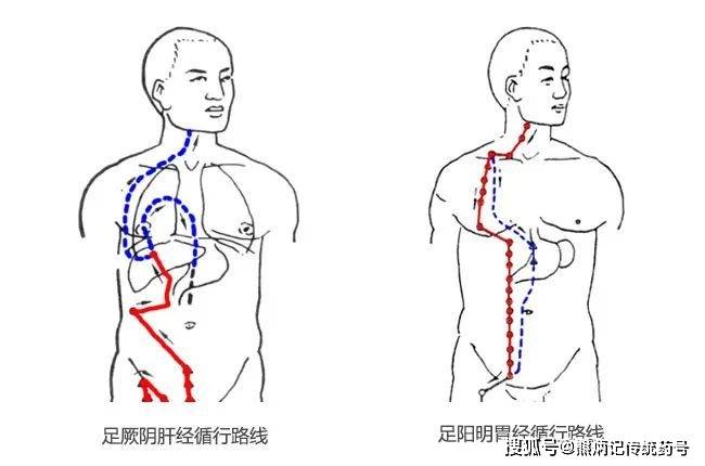 ▼肝经支络循经乳头,胃经循行乳房.