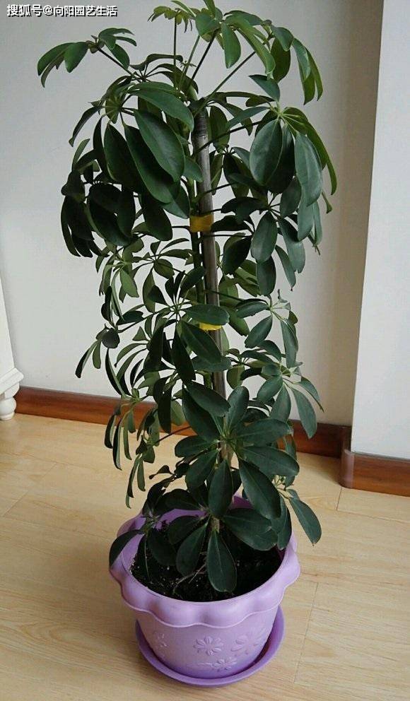 这5种绿植,不开花,四季常绿,适合当盆栽,养在家里绿意
