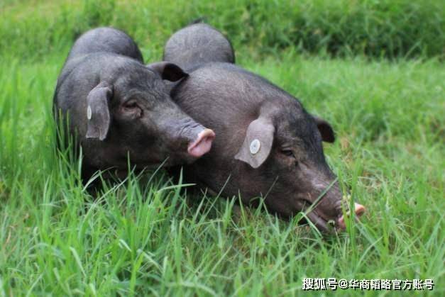 中国科学家开网店推优质种猪:前首富焦虑猪芯片依赖,种猪卡在美国脖子里