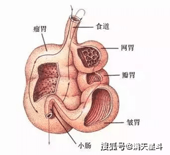 牛一般有四个胃,依次是瘤胃,网胃,重瓣胃和皱胃,其中皱胃才是真正的胃