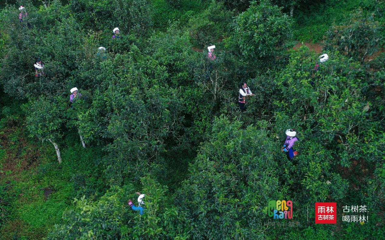 勐海人口_勐海茶区茶山图片