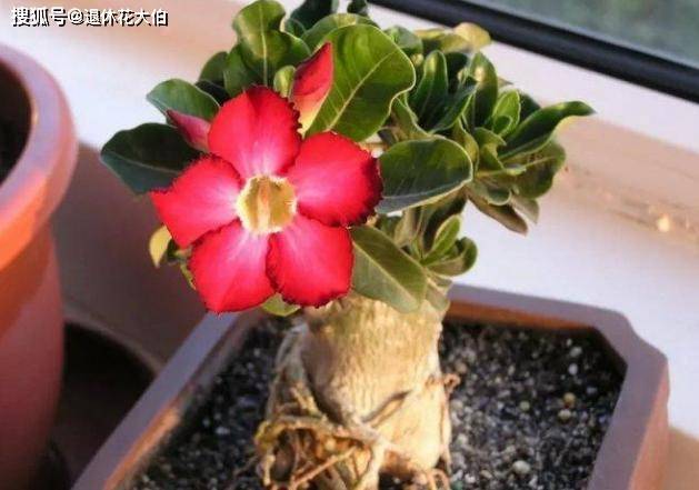 怎么养花才能爆根 3ac97e125b5a4db9becb95ad40ee2ab1.jpeg