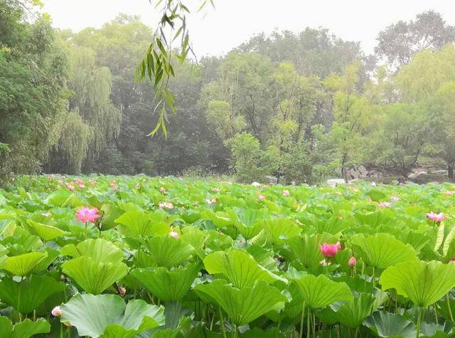 南科大|这所双非大学建校不足10年，却排名世界前300，实力强悍