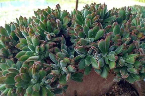 多肉怎样快速缀化 5c8cc85effc0425a9ba6e192e0ddbe2e.jpeg