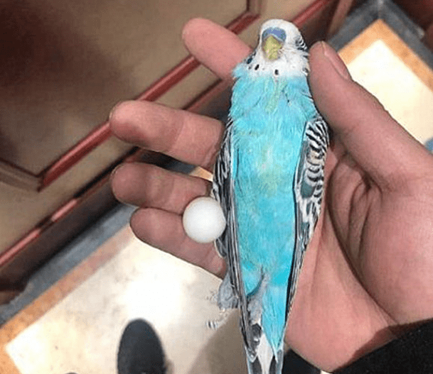 c221428eb32f4689b913af37693f3aaa.png