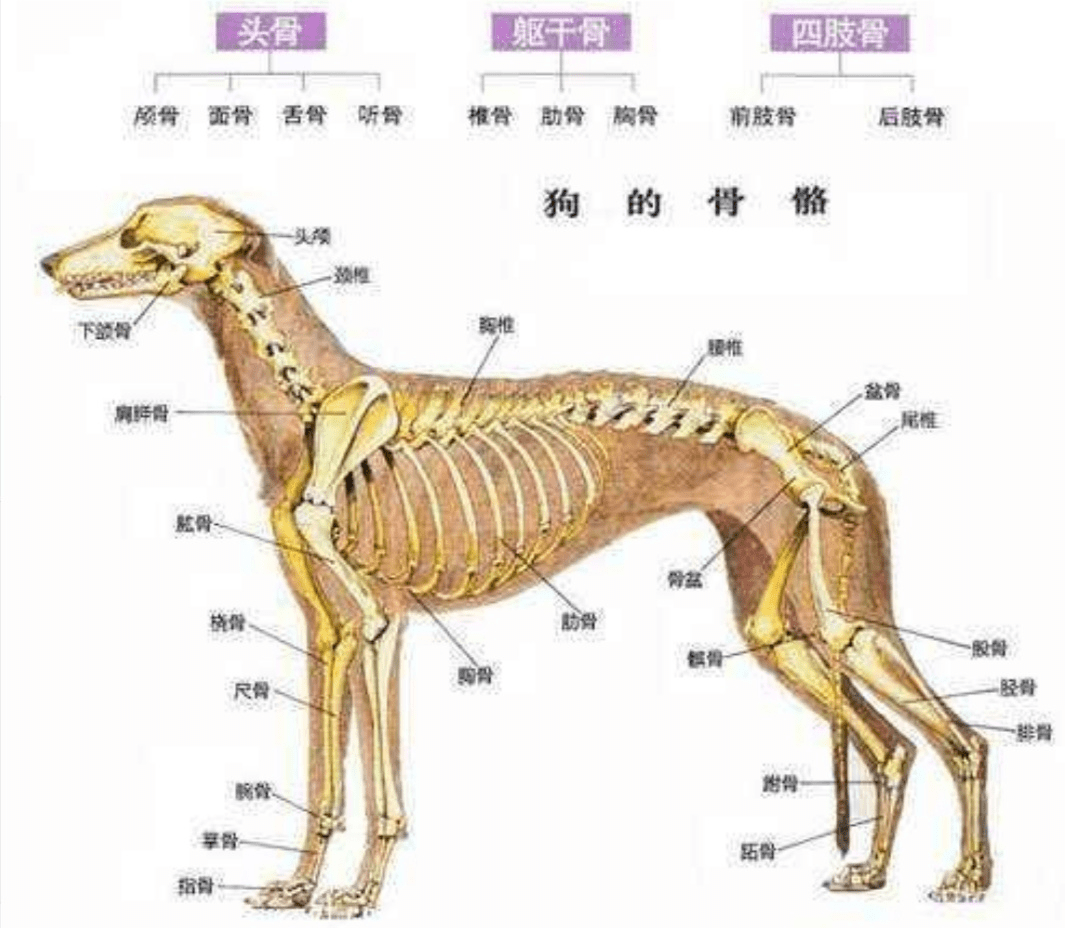 原创辟谣爬行的狗狗不会得腰椎病主人应该这样预防和治疗狗腰椎病