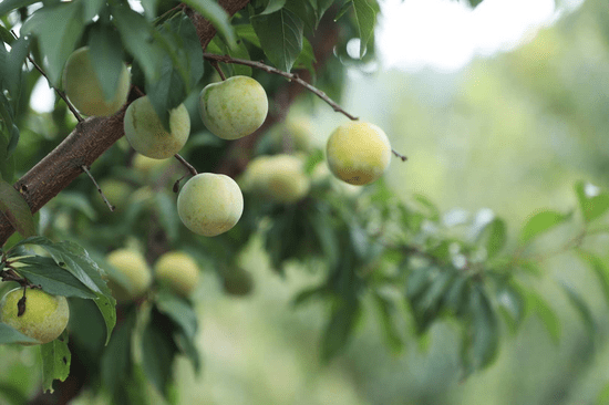 三农|原产地探访推荐好物 凝聚爱心网络扶贫陕耀镇巴