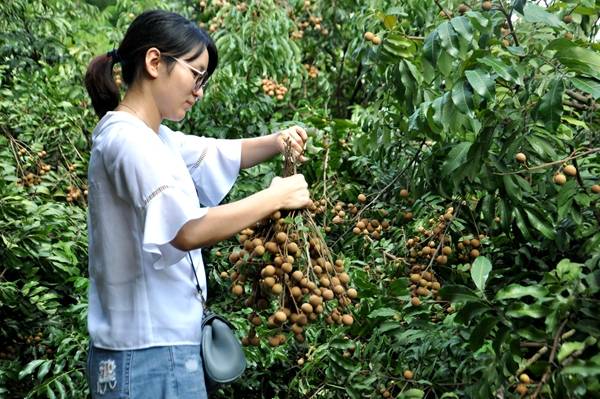 龙眼|江津区朱杨镇大溪沟龙眼带着甜蜜“卷土重来”