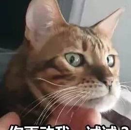 如何正确的撸猫 badbadd154d04f48b304ad3ef6ad2a81.jpeg