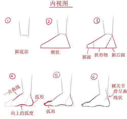 脚的结构画法解析!