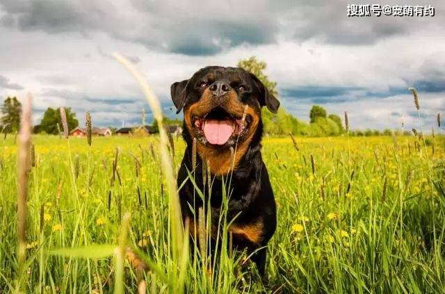 世界公认最强大的犬 a2d016454e6d4a328db61685085625f9.jpeg