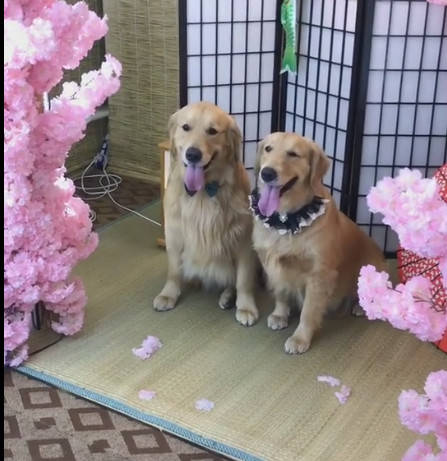 金毛婚纱照_金毛幼犬图片