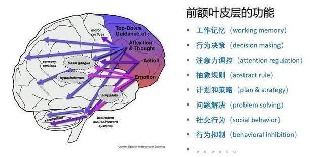 日本起搏器百万人口植入量_心脏起搏器图片(3)