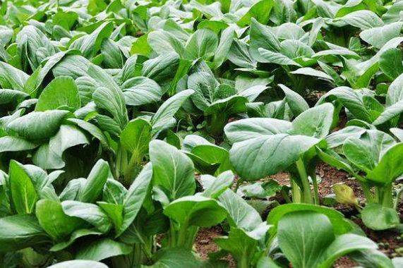 蒜头怎么种才发芽得快 ba83bd2d46b74b26a98d4a103f58c8bb.jpeg