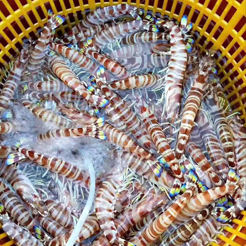 斑节虾怎么吃视频