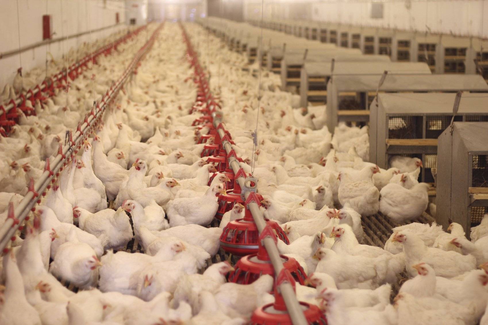 如何预防养鸡场发生鸡瘟