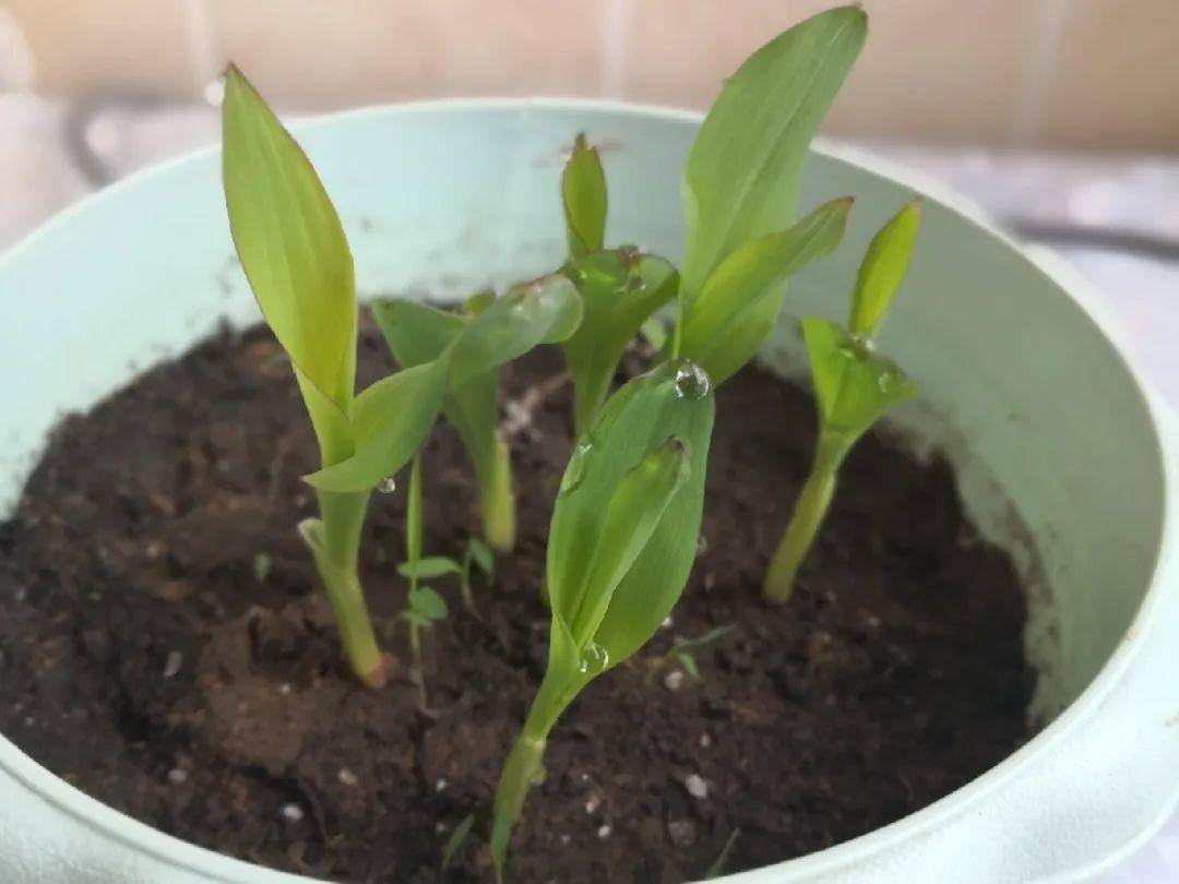 红薯|山药杆竖着都能长···还有啥不能养?玉米棒子活了