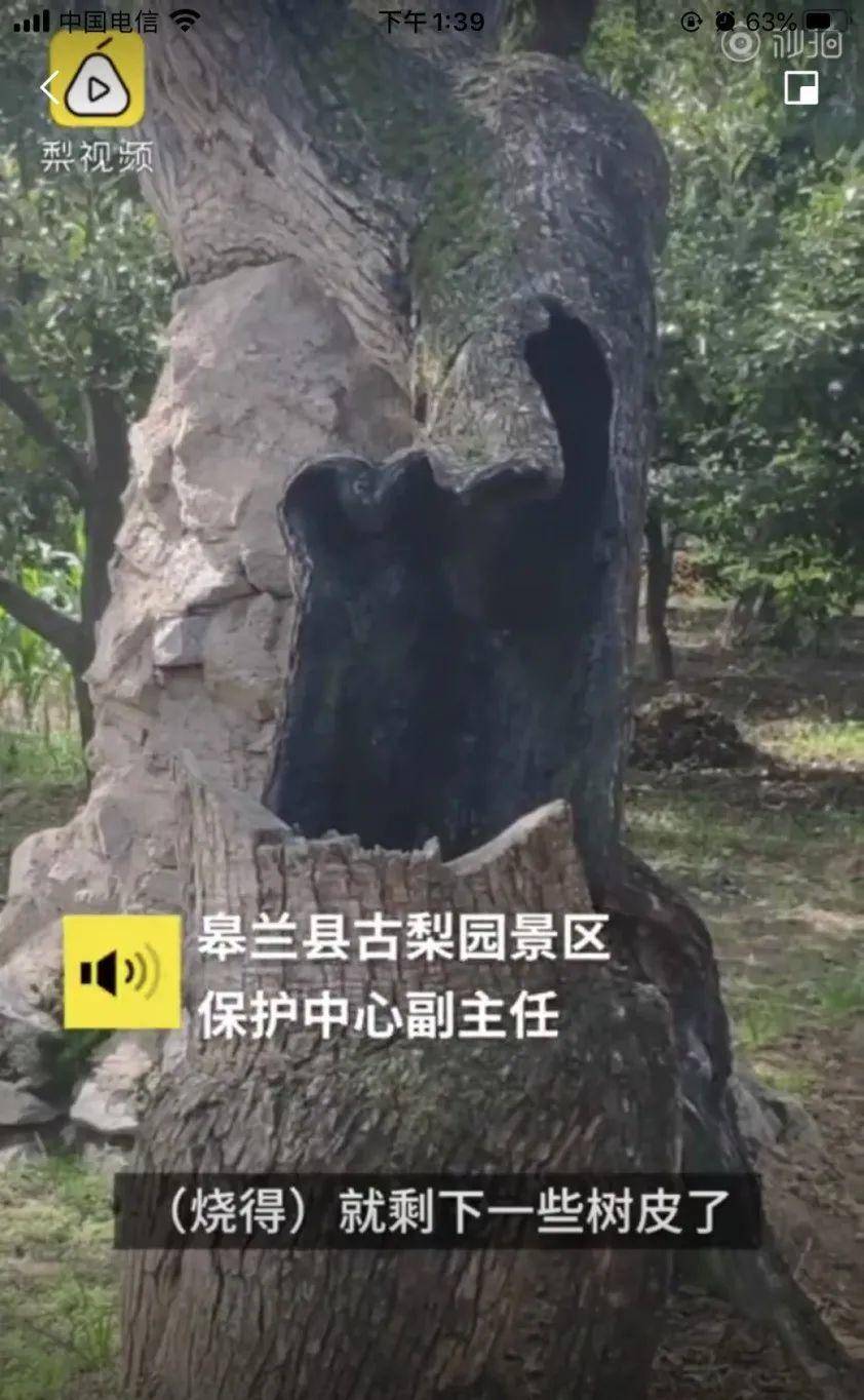 牡丹|熊孩子玩火烧坏，只剩树皮还能活？407岁古树