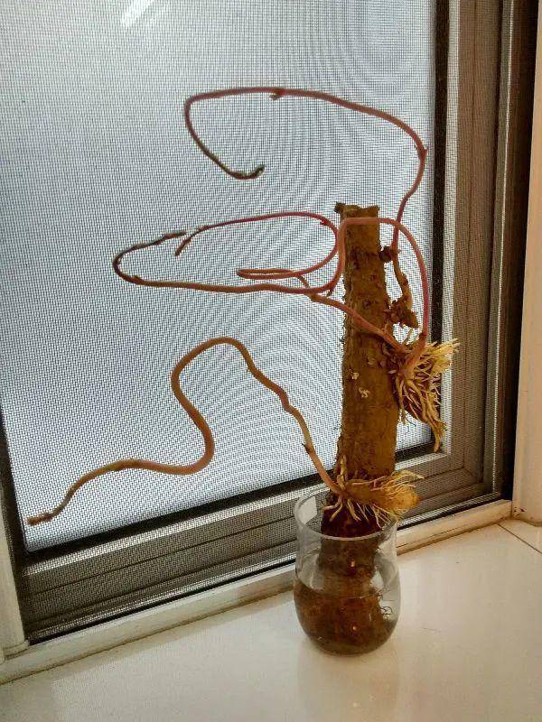 红薯|山药杆竖着都能长···还有啥不能养？玉米棒子活了