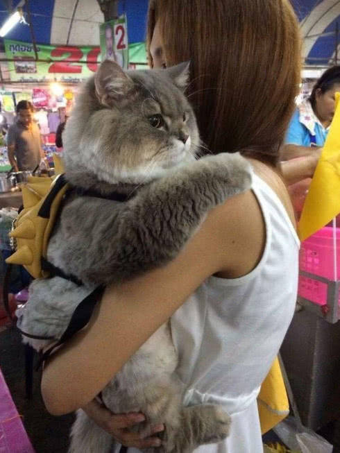 猫喜欢主人抱吗 ec5801a443b146a4aa83873bd24fcd9d.jpeg