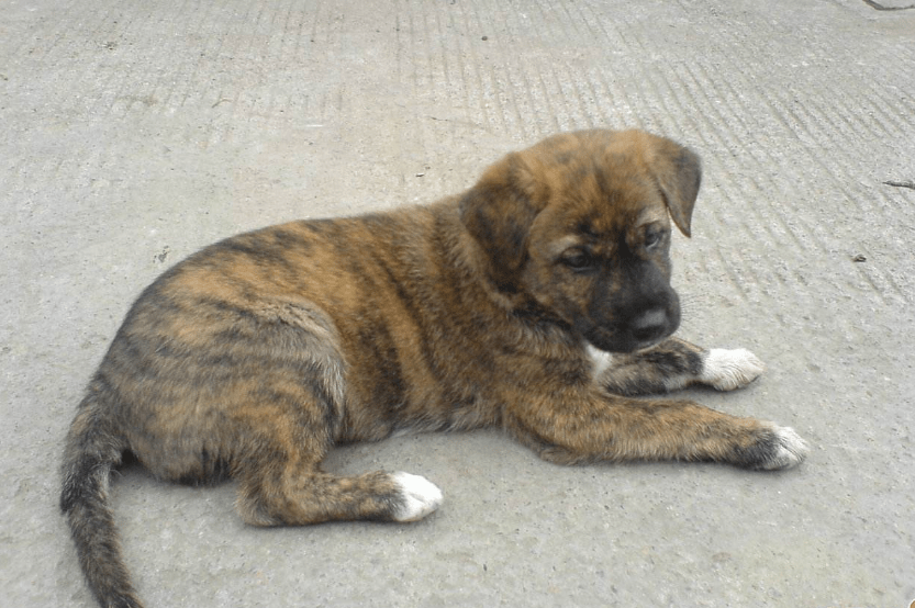 下司犬