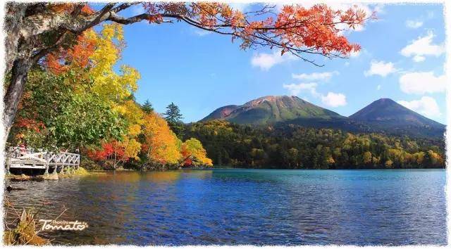 北海道秋天美如画去不了也要过过眼瘾啊