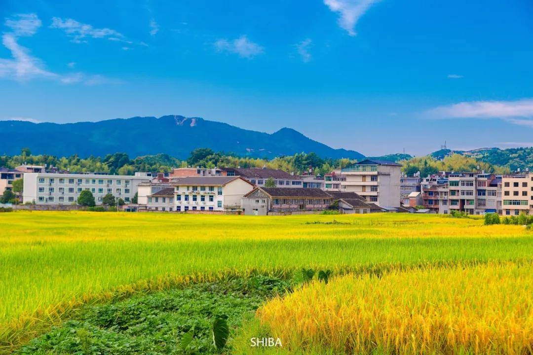 秋天,一定不要错过泰顺的这片乡村田野.