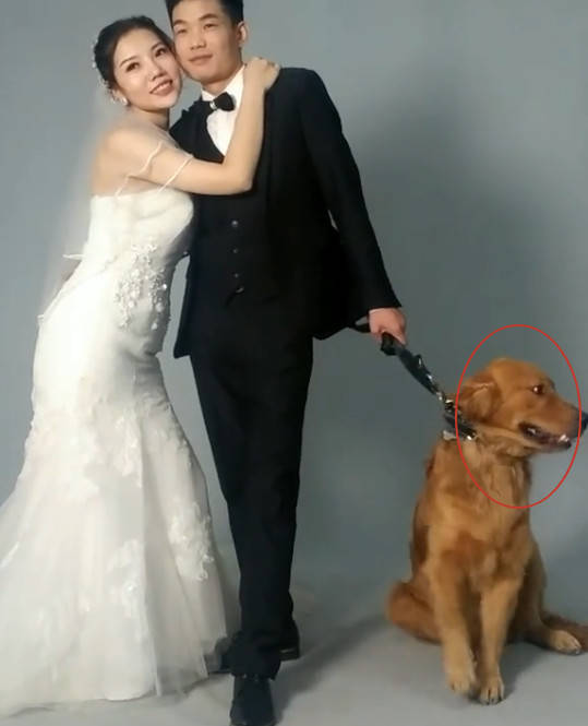 金毛婚纱照_金毛幼犬图片