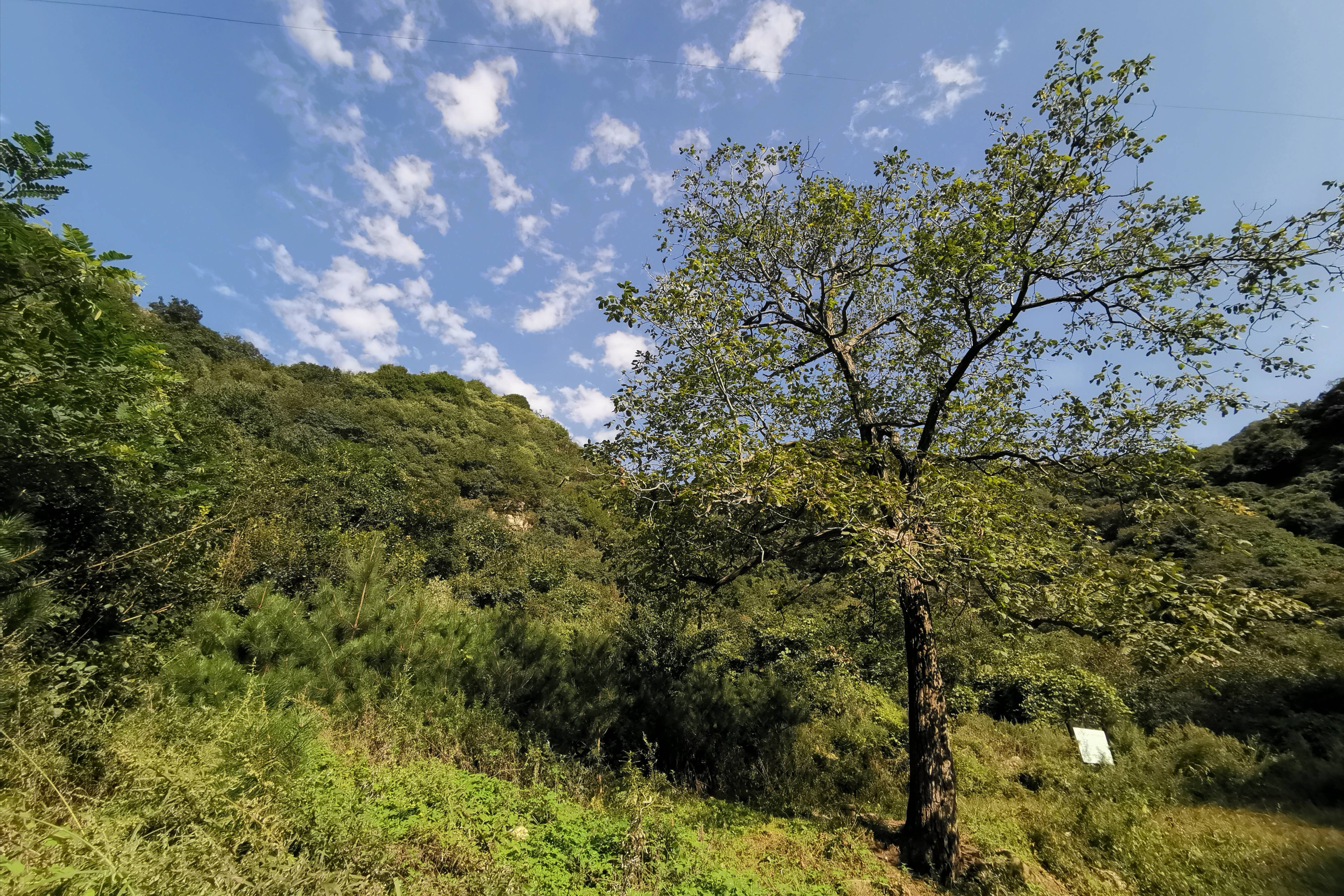 秦岭(|杜陵看山，秦岭望长安，抱龙峪里观云听秋风