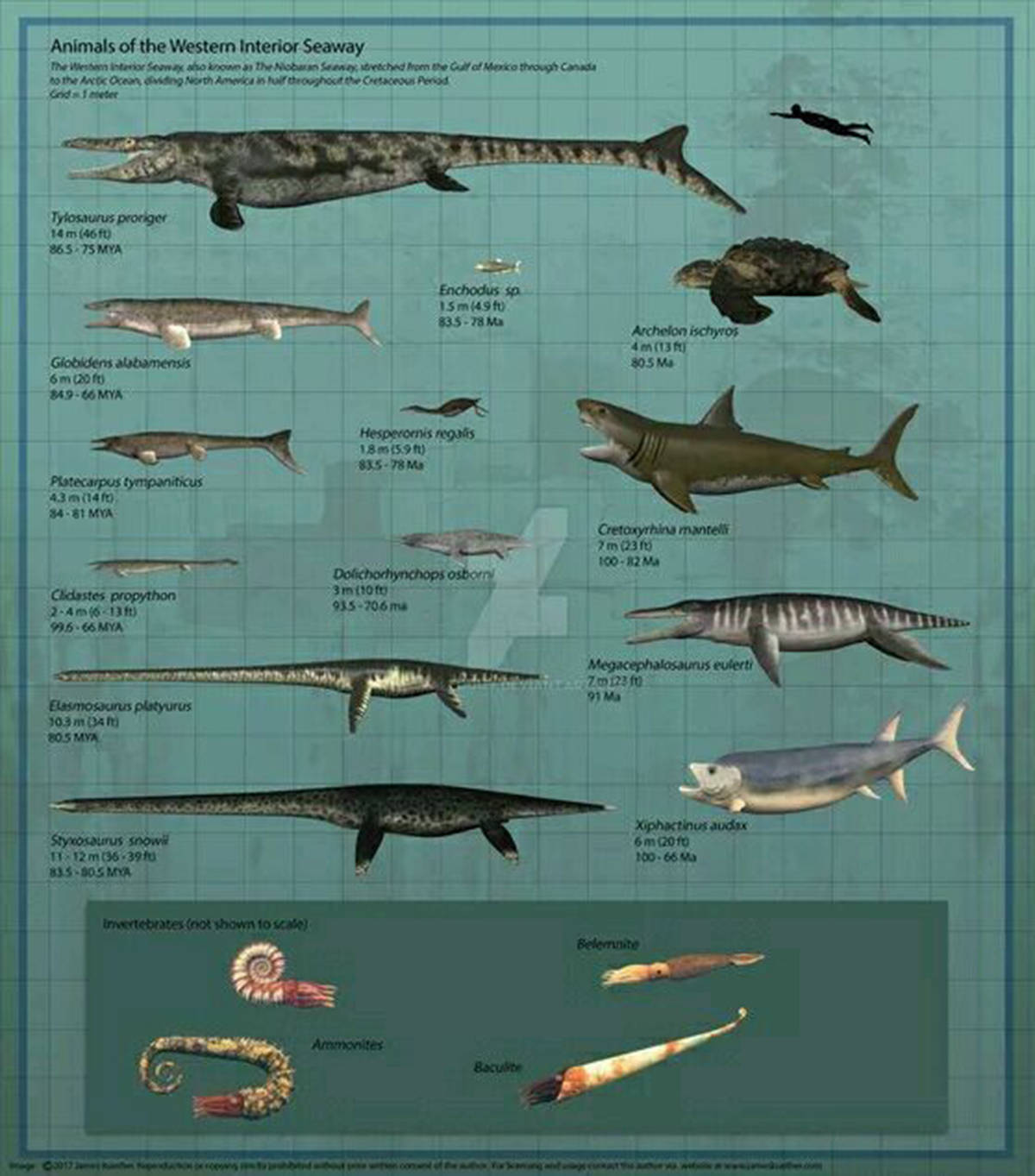 沧龙与恐龙同宗,属于恐龙的旁系亲属,它们在海中孕育,再进化来到陆上