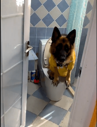 狗狗帮主人打别的狗 64c9713ad50f4b908af8f3f430e8fd12.png