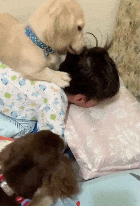 儿子总喜欢赖床，“心机”的妈妈果断开始养狗