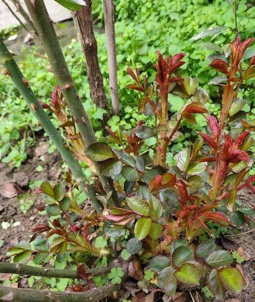 蔷薇花几月份扦插好成活 5b90a724f6f141939ccd871c3ec2d6df.jpeg