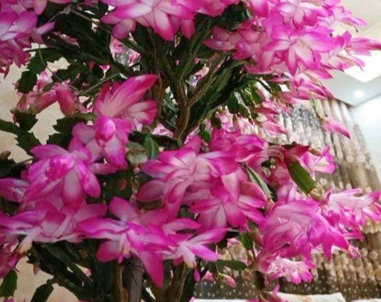 富贵籽怎么养开花结果 7923c19d513543669c576d5900e66e49.jpeg
