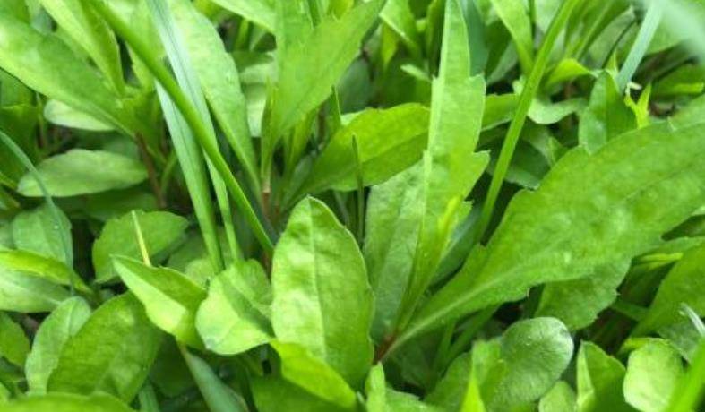 平常蔬菜马头兰，每天一顿，不仅防止血管堵塞，还增强个人抵抗力