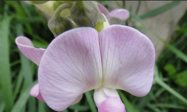 什么是花胎 a949391e0c37422982c5c55bee51b790.png