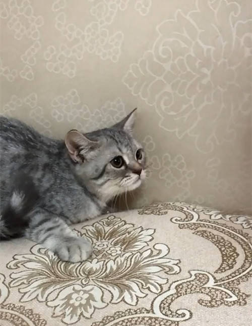 怎么给猫咪找个合适的主人 dfa33b9cbecd4a2fb9ec251b1d4fd37c.jpeg