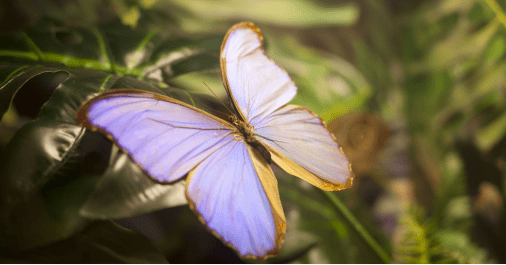 蝴蝶|从Y2K到高级珠宝，女生今年都逃不过的“蝴蝶效应”