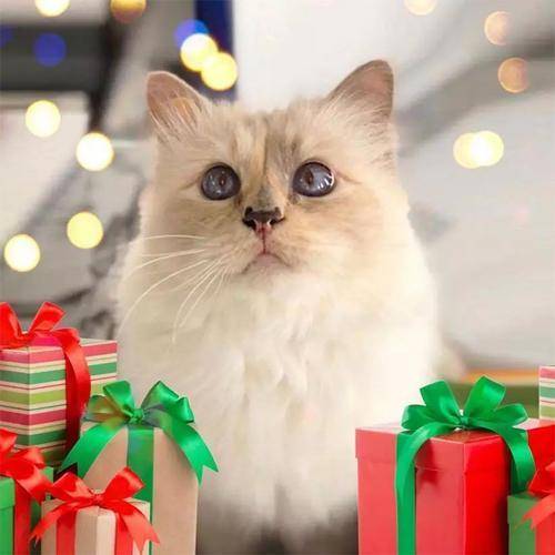 遗产|老佛爷去世后,那只继承了他21亿遗产的猫,现在生活得怎样?