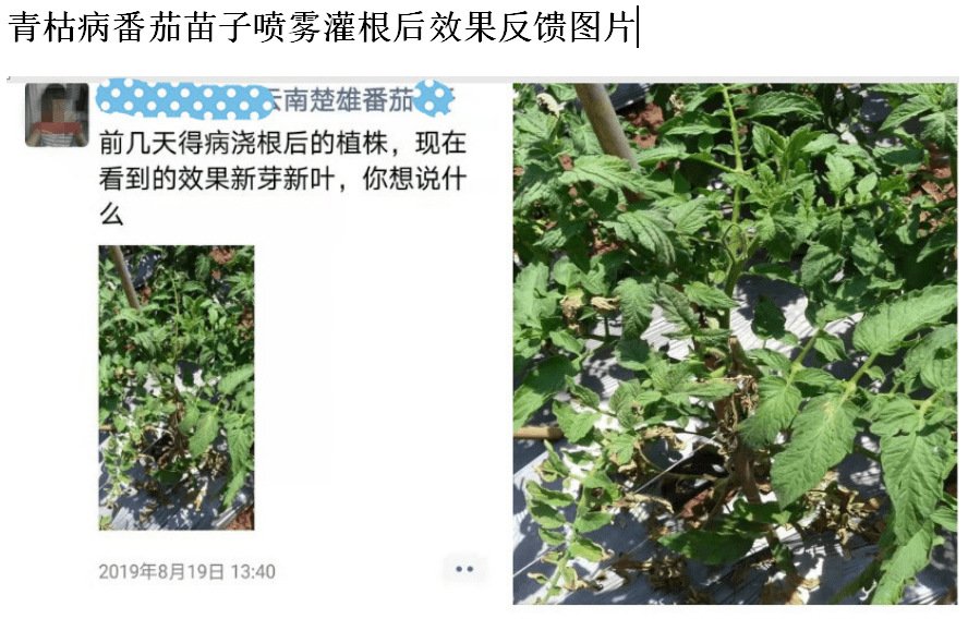 番茄青枯病防治效果