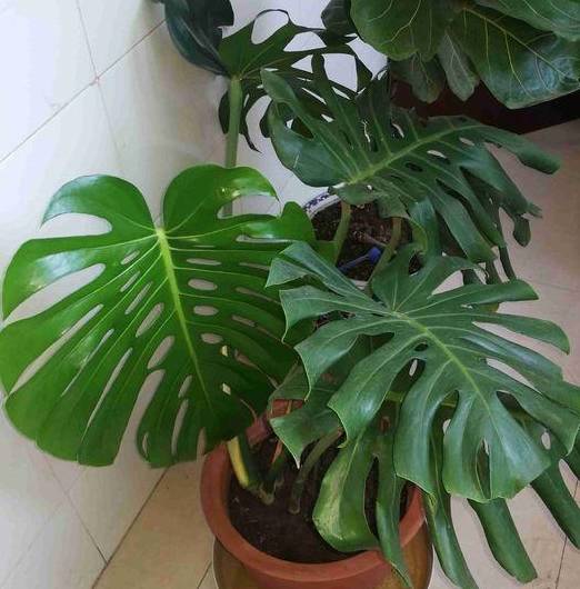 龟背竹怎么种植最好 17f0c8fff56543119ae8fa2c1979ce5e.jpeg