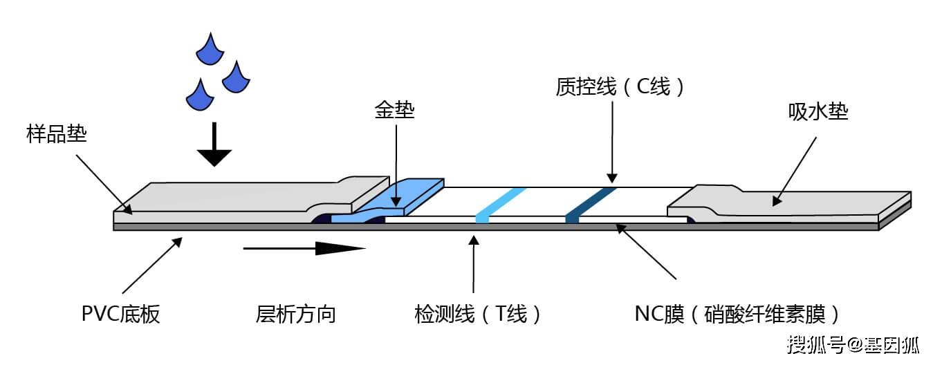 胶体金法检测平台技术流程简介_手机搜狐网