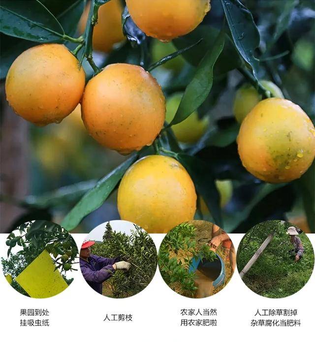 脆蜜金柑的优质丰产措施技术总结(广西柳州市)