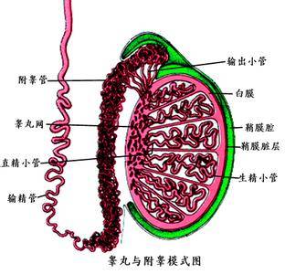 患了附睾炎该怎么办