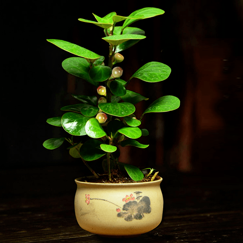 原创灵动清新叶果雅致的金背榕,小盼菩提这么养护,叶片圆润体态端庄