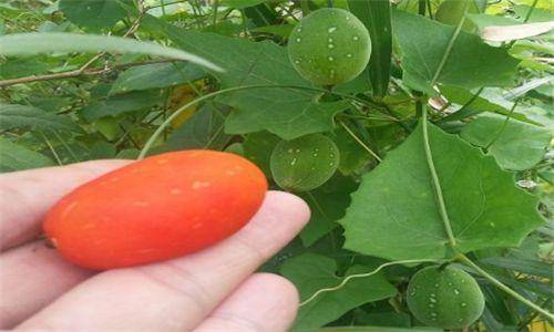 红一点的人参 7d627a3ec1654fb69addf35d8aadc754.jpeg