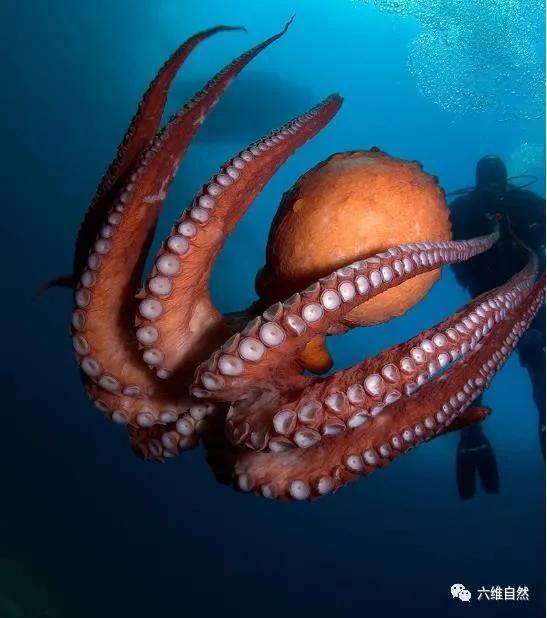 在动物世界中,章鱼是一种比较聪明的生物,而太平洋巨型章鱼的智商也
