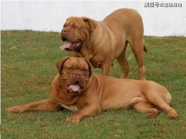 原创享誉世界的十大猛犬，它确实很丑，可是它很温柔！
